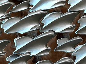 Shark Skin