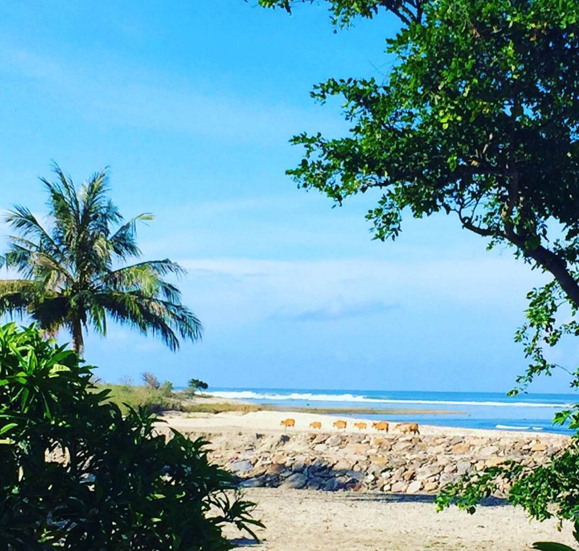 Screen Shot 2015-12-10 at 10.45.21 am