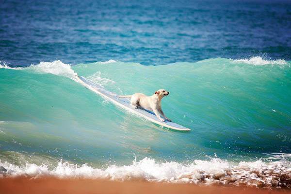 Surfing Dog 8