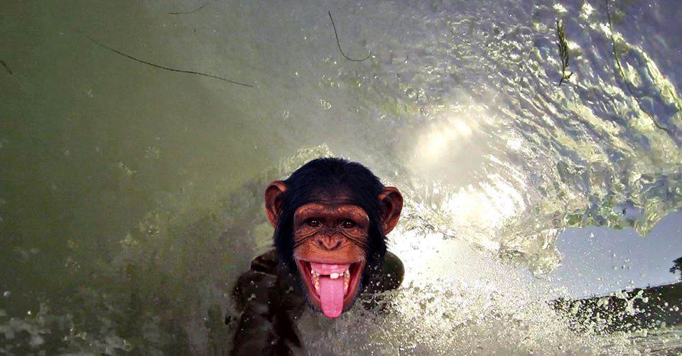 1070018 486881168053018 339014188 n