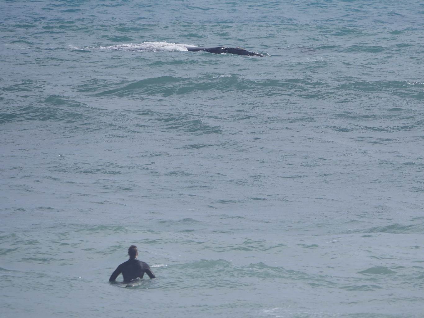 Whales and Surfers