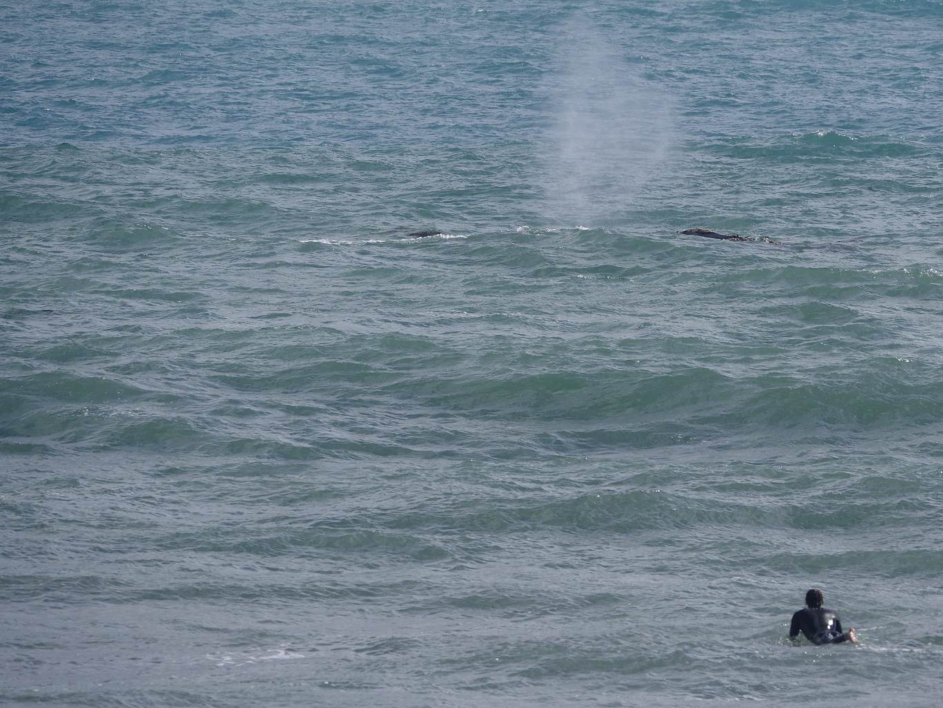 Whales and Surfers