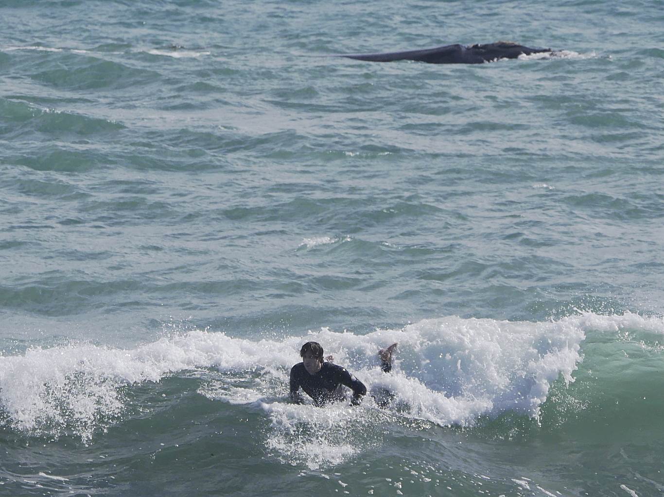Whales and Surfers