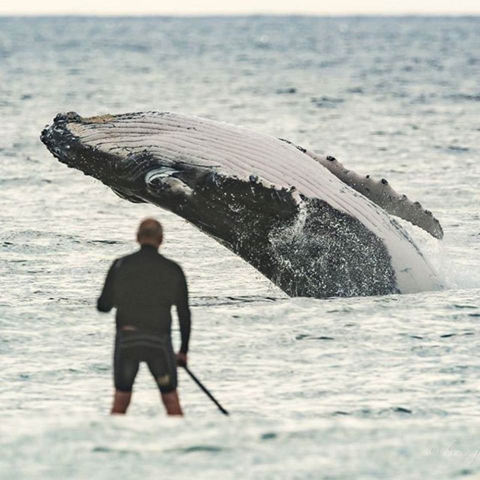 23031550 10157528818719988 5271147357844948335 n