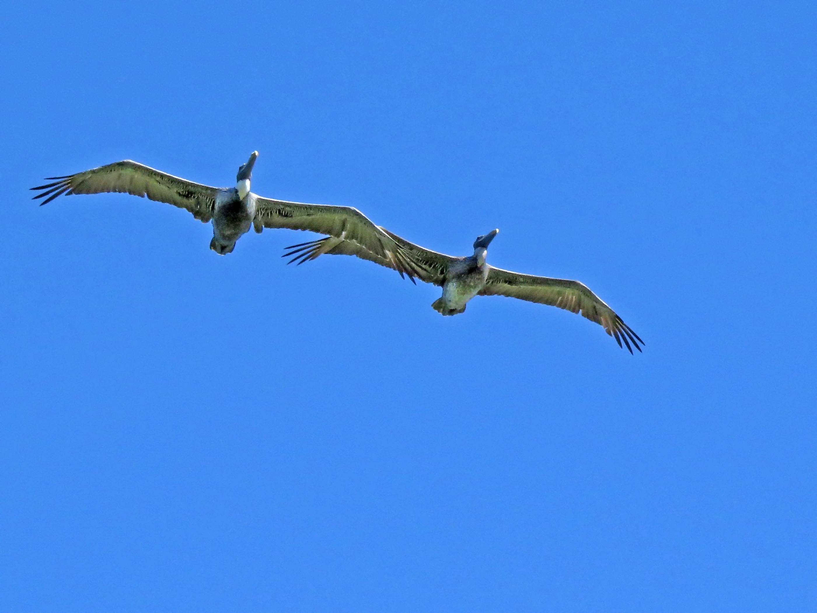two-pelicans-flying