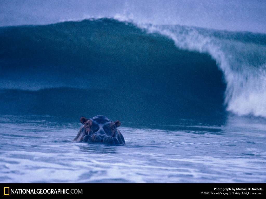 surfing-hippos-755896-lw[1]