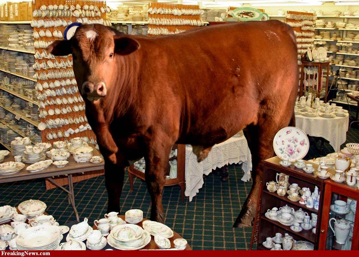 A-Bull-in-a-China-Shop-57223