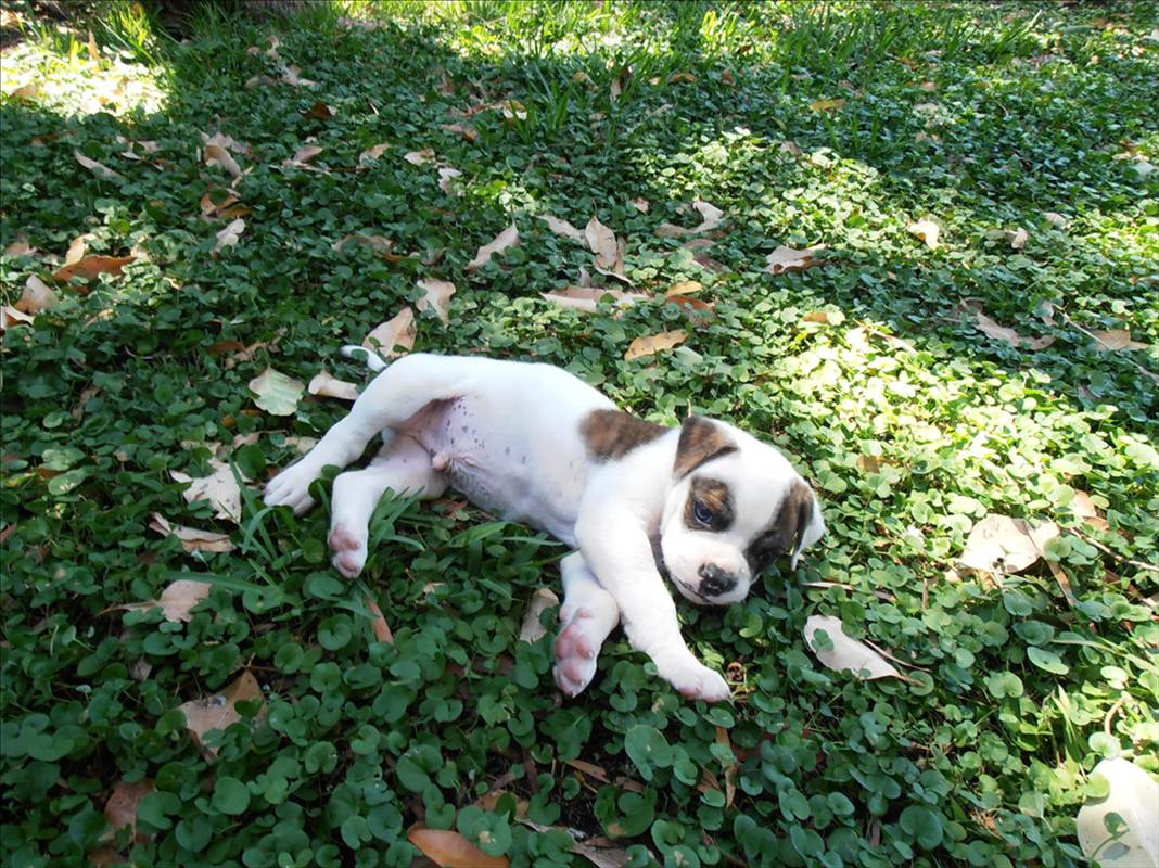 Future Board Protection