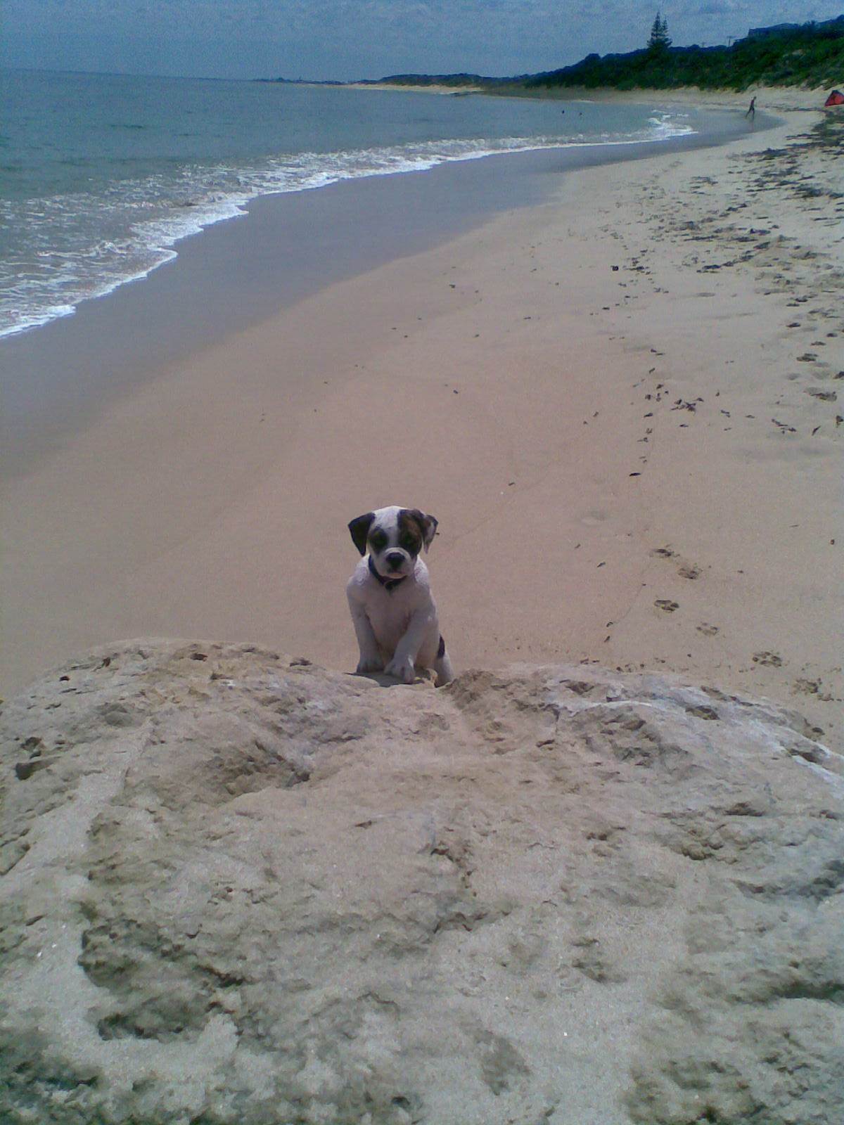 No waves! buy a dog!