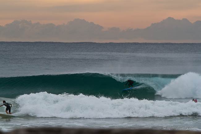 mfsprout 20120507 662