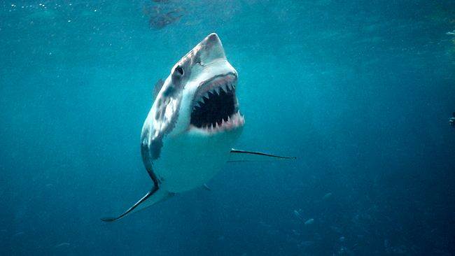 851176-pn-great-white