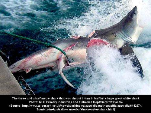 6a00d8341bf67c53ef0120a6a79926970b-500wi