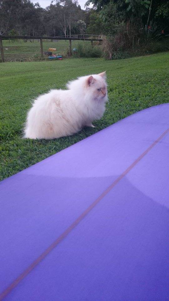 1907637 10152416622893988 31398593726941910 n