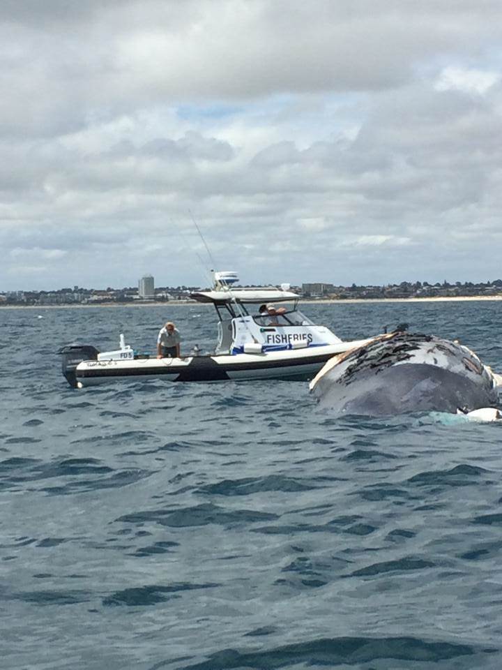 10603627 10152508041628041 3543320714086450725 n