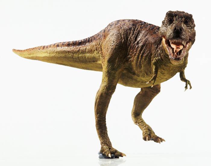 Model-of-a-Tyrannosaurus--004[1]