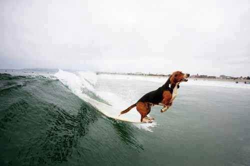 SURFING-DOG-COLLARS-SPORTSDOGID
