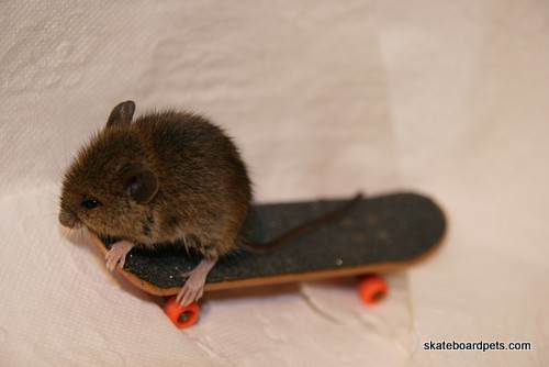 Hang-Ten-Skate-Mouse