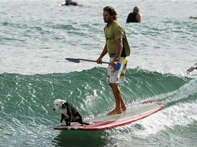 SCN010212SURFERDOGa fct1024x630x64 t620