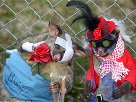 dead-possums21-550x366