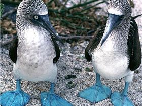 two-blue-footed-boobies