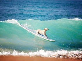 Surfing Dog 8