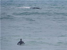 Whales and Surfers