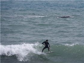 Whales and Surfers