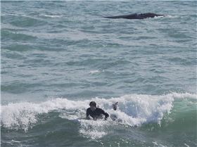 Whales and Surfers