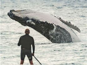 23031550 10157528818719988 5271147357844948335 n