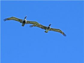 two-pelicans-flying
