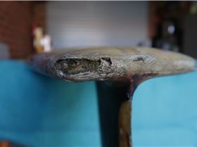 Longboard restoration