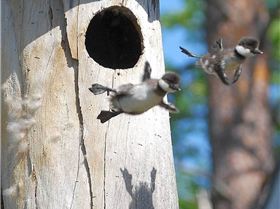 906463101515794896993571276389029o