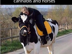 9478419243387550528086622021734160988635136o