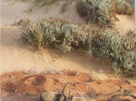 Easter 09 Surfing Ben Gaza 045