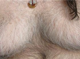 hairy man boobs
