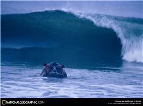 surfing-hippos-755896-lw[1]
