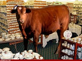 A-Bull-in-a-China-Shop-57223