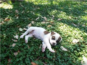 Future Board Protection