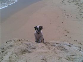 No waves! buy a dog!