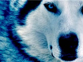 winter wolf by ice grip