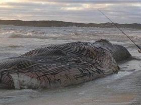 165294 1681479513463 3585655 n