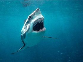 851176-pn-great-white