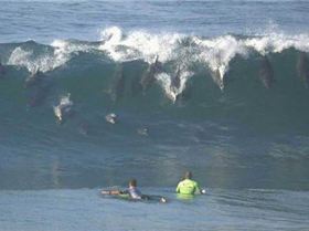 DolphinFleet Jbay-580x348