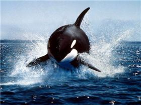 killer-whale 591 600x450