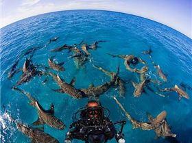 1239976 418792851575552 1631358493 n