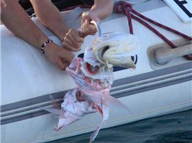 1947844 285427471615451 1118309399 n