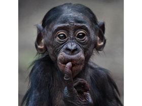 sad-baby-ape 1880352i