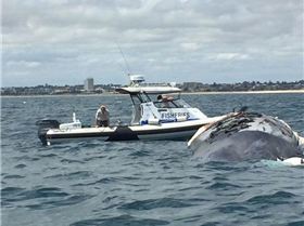 10603627 10152508041628041 3543320714086450725 n