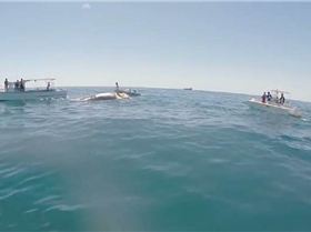 10644841 593127790812817 5460884820018150780 n