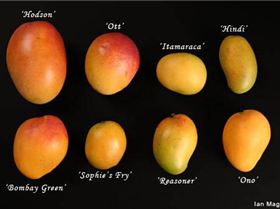 Mangos-mangos-676186 500 333